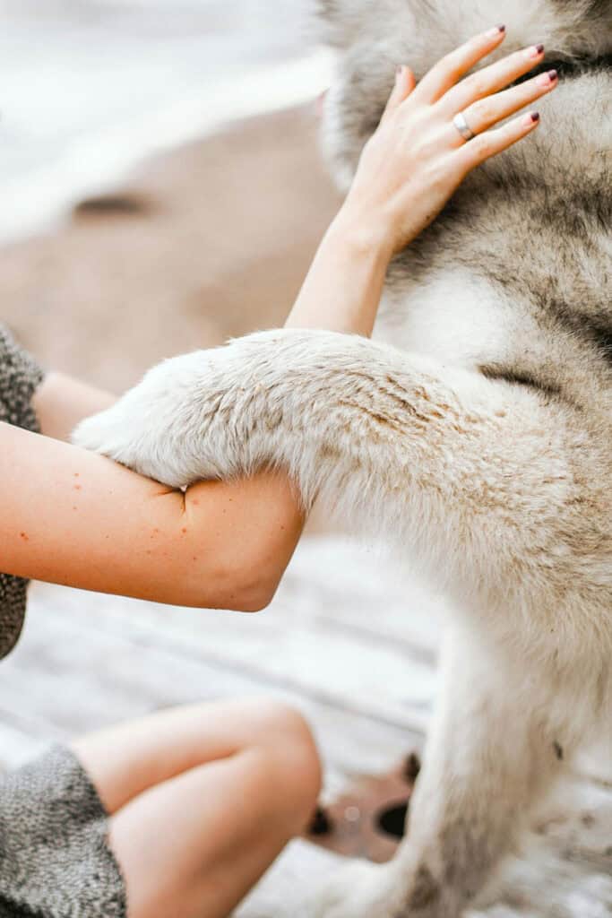 Eine Person in einem grauen Pullover kniet auf dem Boden und hält sanft die flauschige Pfote eines großen, pelzigen Tieres. Das Fell des Tieres ist hell und dick. Der Nagellack der Person ist sichtbar und ein Ring ziert ihren Finger.