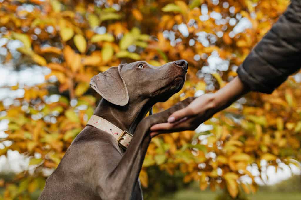 Ein brauner Hund mit gemustertem Halsband streckt seine Pfote nach der Hand einer Person aus. Im Hintergrund sind leuchtende Herbstblätter in Gelb- und Orangetönen zu sehen.