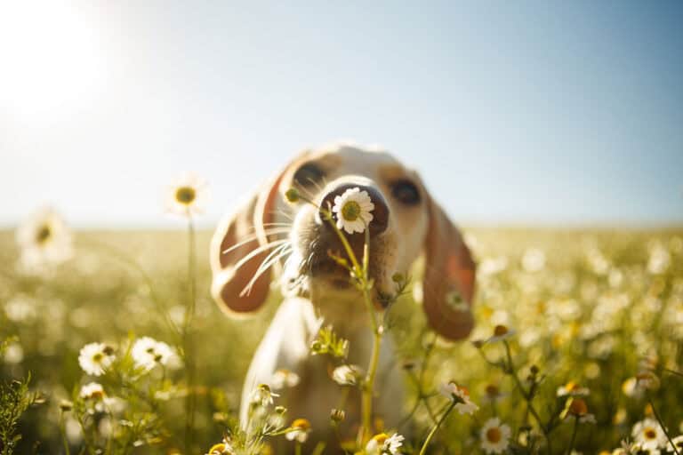Ein verspielter Hund steht in einem sonnigen Gänseblümchenfeld und schnüffelt an einer Blume. Der klare blaue Himmel und das helle Sonnenlicht schaffen eine heitere und fröhliche Atmosphäre.